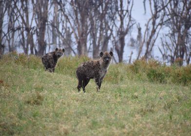 Two Hyenas in Grassland