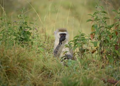 Monkey in Grass