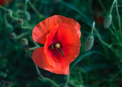 Red Poppy with Bee