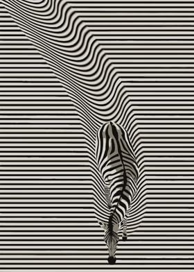 Zebra Illusion