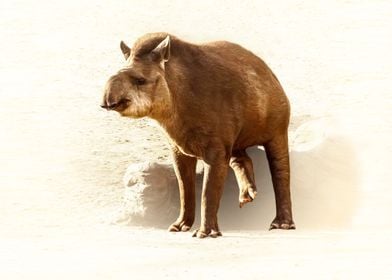  Tapir