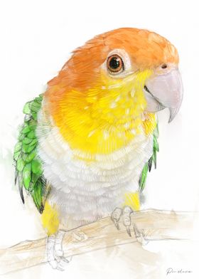 Caique Parrot