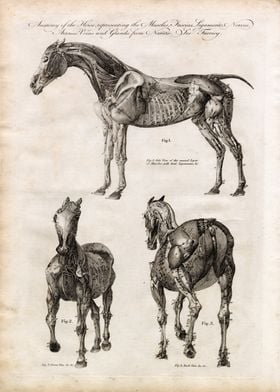 Horse Anatomy Illustration