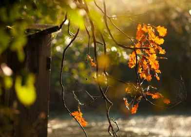 Autumn Leaves and Spiderwebs