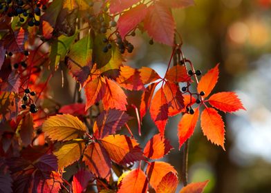 Autumn Leaves and Berries