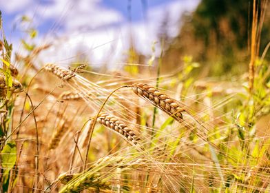 Golden Wheat Field