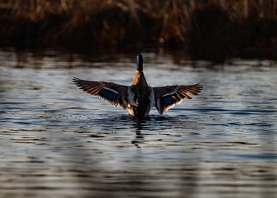 Mallard Duck Flapping Wings