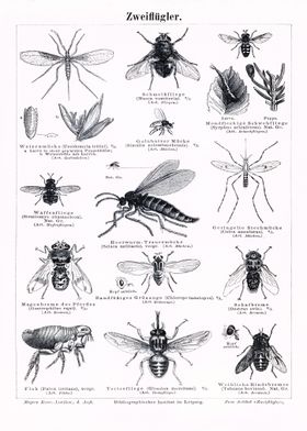 Insect Illustrations fly