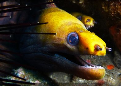 Yellowmouth Moray Eel Close-up