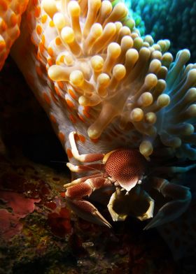 Crab and Anemone