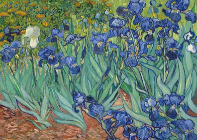 Irises by Van Gogh