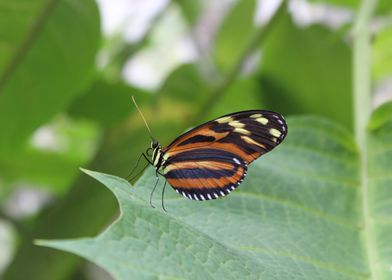 Butterfly on Leaf