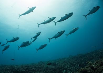 School of Tuna Underwater