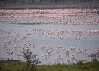 Pink Flamingos in Lake