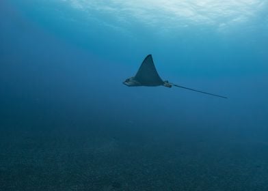 Eagle Ray Underwater