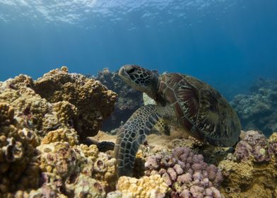 Sea Turtle on Coral Reef