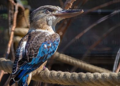 Kookaburra on Branch