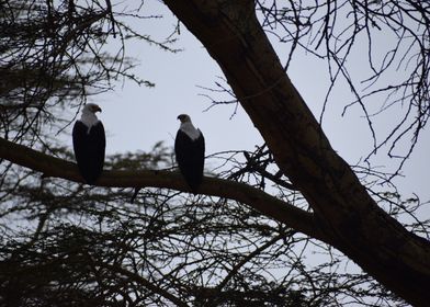 Two Eagles Perched on Branch