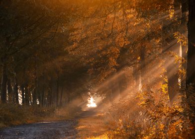 Golden Forest Path