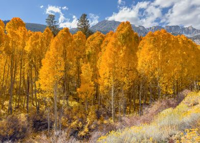 Golden Aspen Forest