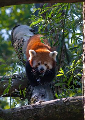 Red Panda on Tree Branch