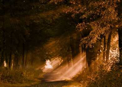 Sunbeams Through Trees