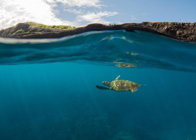 Sea Turtle Underwater