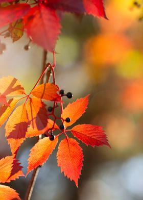 Autumn Leaves and Berries