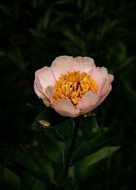 Pink Peony with Beetle