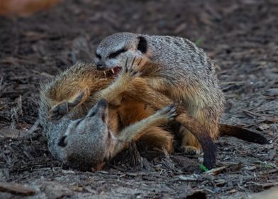 Meerkat Play Fight