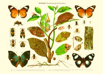  Insects Vintage Mimicry (imitation)