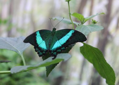 Emerald Swallowtail Butterfly