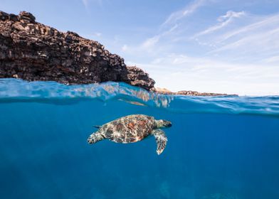 Sea Turtle Underwater