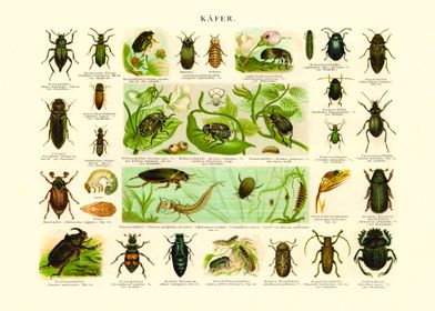 Beetles Illustration Vintage Insects