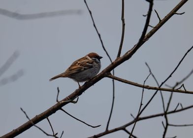 Sparrow on Branch