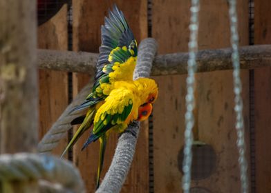 Sun Conure Parrot on Branch