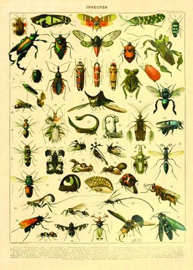 Vintage Insect Illustration Millot