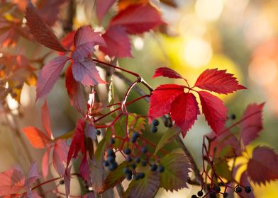 Autumn Leaves and Berries