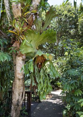 Staghorn Fern Cairns Botanical Gardens