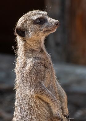 Meerkat Portrait