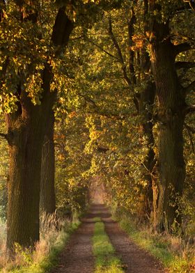 Sunlit Forest Path