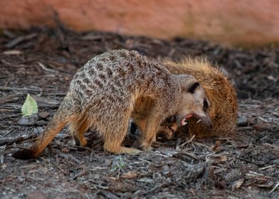 Meerkat Playing Fight