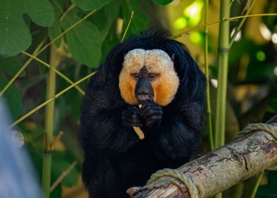 White-faced Saki Monkey