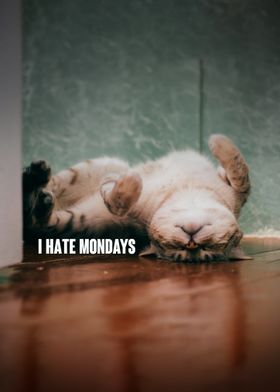 Cat Hates Mondays