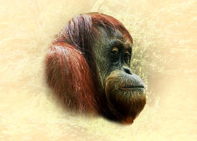 Orangutan Portrait