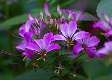 Pink Flowers in Bloom