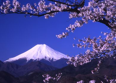 Mount Fuji with Cherry Blossoms