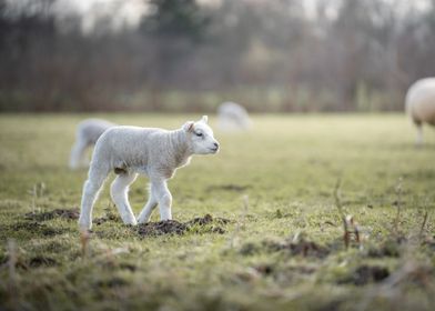 Lamb in a Field