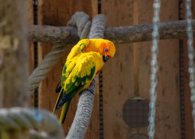 Sun Conure Parrots