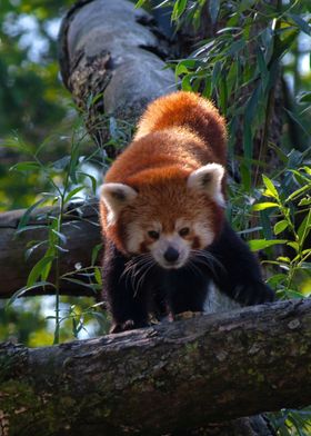 Red Panda on Tree Branch